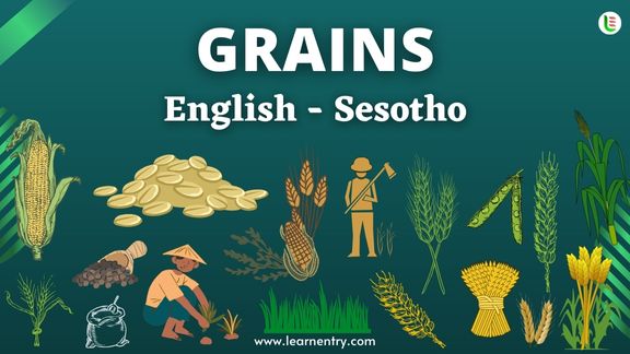 Grains names in Sesotho and English - Common Sesotho Vocabulary