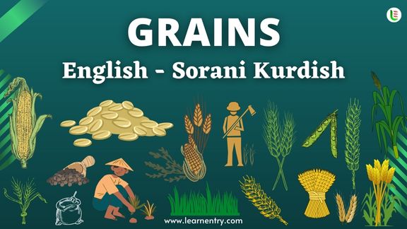 Grains names in Sorani kurdish and English - Common Sorani kurdish Vocabulary