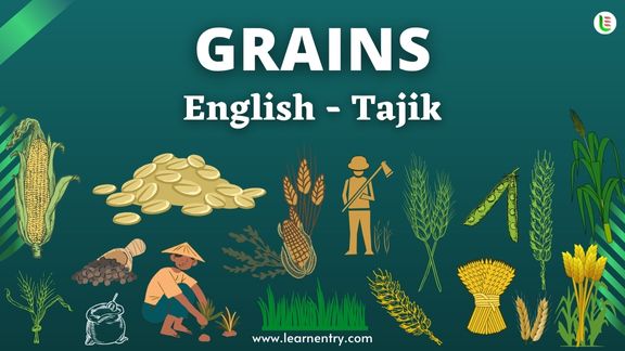 Grains names in Tajik and English - Common Tajik Vocabulary