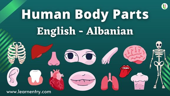 Human Body parts names in Albanian and English