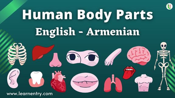 Human Body parts names in Armenian and English - Common Armenian Vocabulary