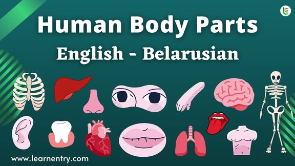 Human Body parts names in Belarusian and English