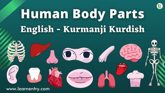 Human Body parts names in Kurmanji kurdish and English - Common Kurmanji kurdish Vocabulary