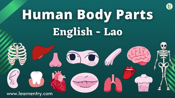 Human Body parts names in Lao and English