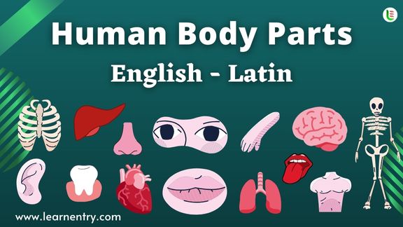 Human Body parts names in Latin and English - Common Latin Vocabulary