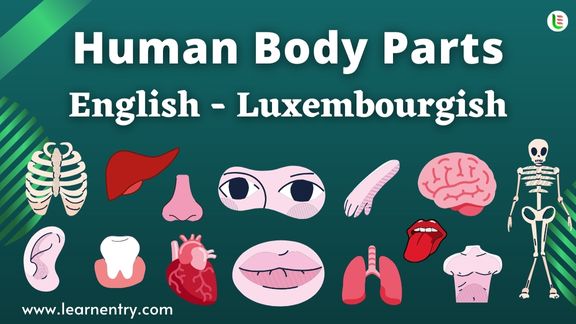 Human Body parts names in Luxembourgish and English