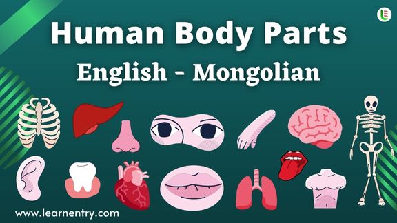 Human Body parts names in Mongolian and English - Common Mongolian Vocabulary