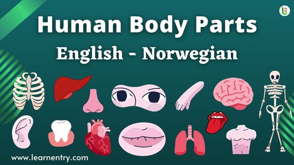 Human Body parts names in Norwegian and English