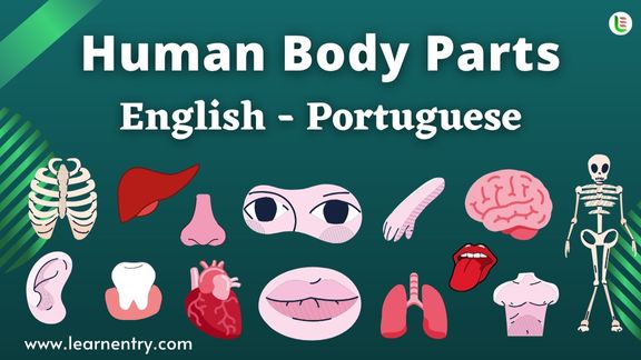 Human Body parts names in Portuguese and English - Common Portuguese Vocabulary