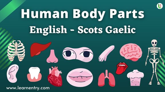 Human Body parts names in Scots gaelic and English - Common Scots gaelic Vocabulary