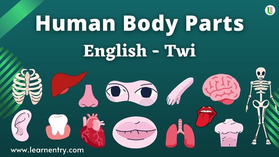 Human Body parts names in Twi and English - Common Twi Vocabulary