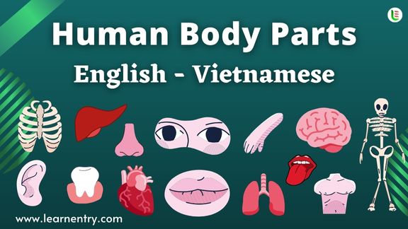 Human Body parts names in Vietnamese and English