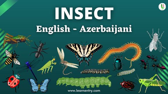 Insect names in Azerbaijani and English