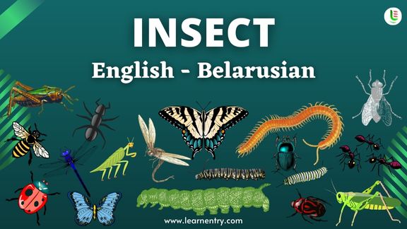 Insect names in Belarusian and English