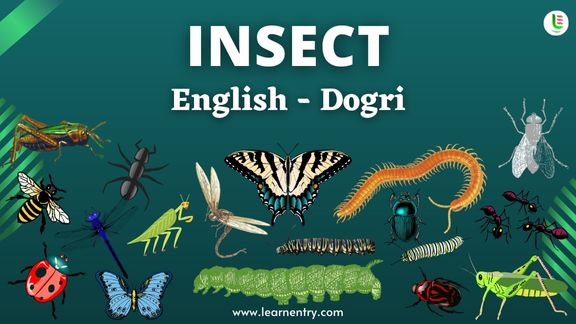Insect names in Dogri and English - Common Dogri Vocabulary