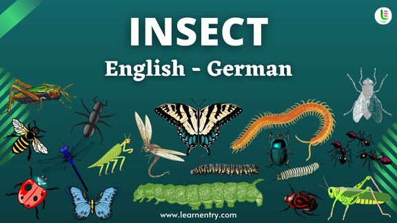 Insect names in German and English