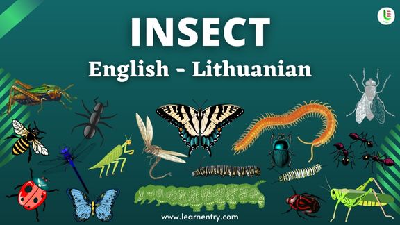 Insect names in Lithuanian and English