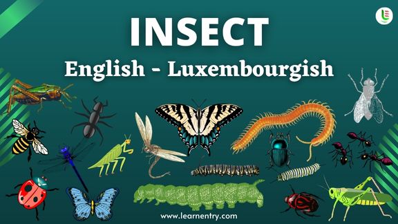 Insect names in Luxembourgish and English