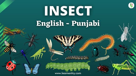 Insect names in Punjabi and English