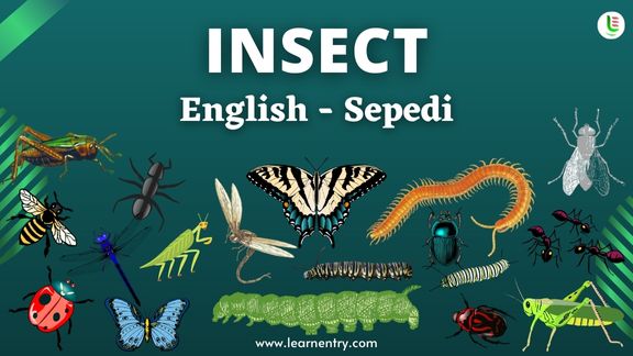 Insect names in Sepedi and English - Common Sepedi Vocabulary