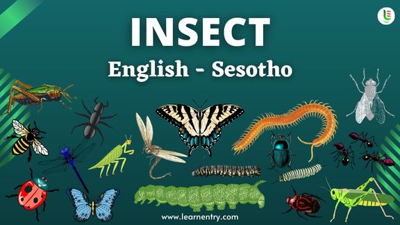 Insect names in Sesotho and English - Common Sesotho Vocabulary