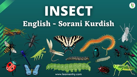 Insect names in Sorani kurdish and English - Common Sorani kurdish Vocabulary