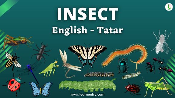 Insect names in Tatar and English - Common Tatar Vocabulary