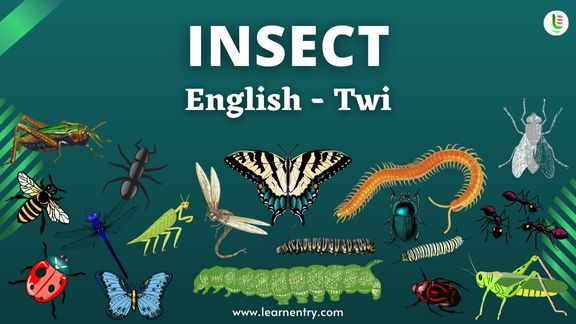 Insect names in Twi and English