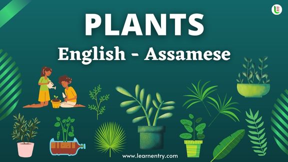 Plant names in Assamese and English - Common Assamese Vocabulary