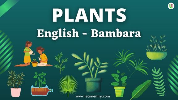 Plant names in Bambara and English - Common Bambara Vocabulary