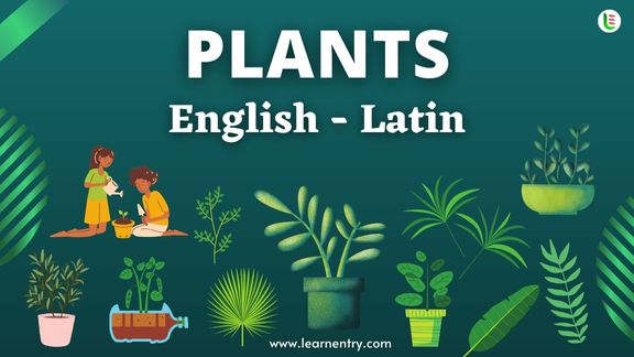 Plant names in Latin and English