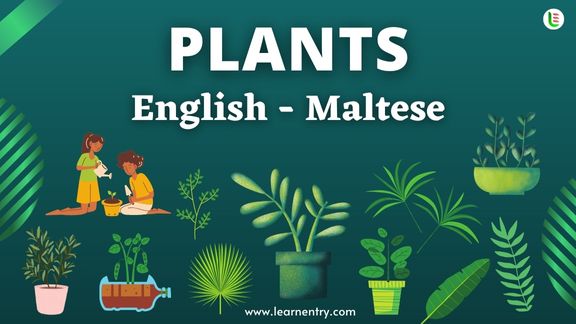 Plant names in Maltese and English - Common Maltese Vocabulary