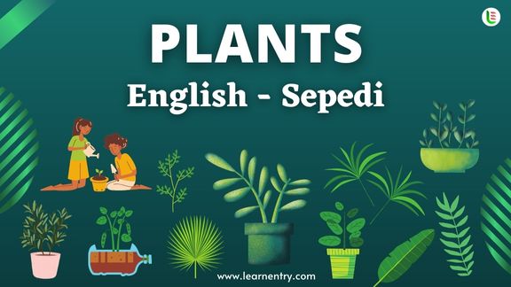 Plant names in Sepedi and English