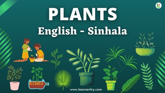 Plant names in Sinhala and English - Common Sinhala Vocabulary