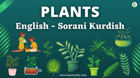 Plant names in Sorani kurdish and English - Common Sorani kurdish Vocabulary