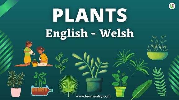 Plant names in Welsh and English - Common Welsh Vocabulary