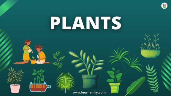 Plant vocabulary words in English