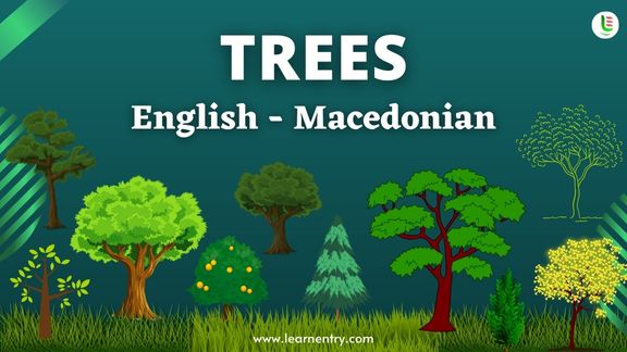 Tree names in Macedonian and English - Common Macedonian Vocabulary