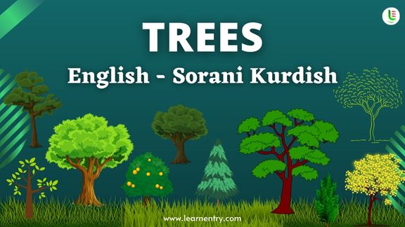 Tree names in Sorani kurdish and English - Common Sorani kurdish Vocabulary